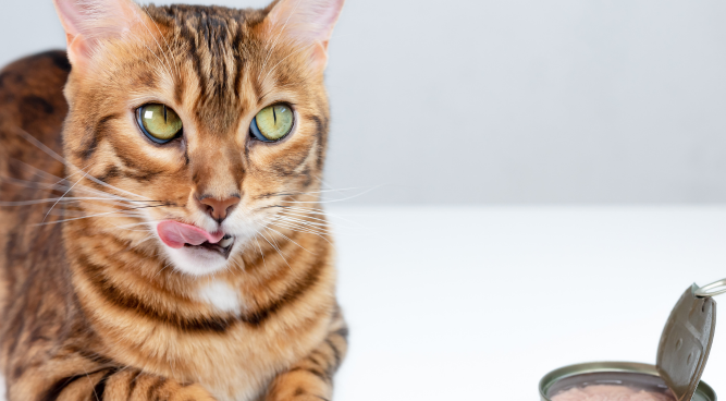 Stellas and Chewys Cat Food: A Wholesome and Delicious Choice for Your Feline Friends