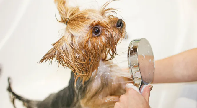 Dog Washing Station for Home: Step-by-Step Guide and Tips