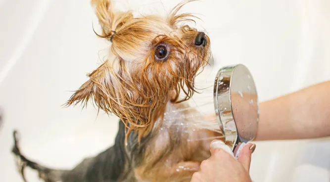 Dog Washing Station for Home