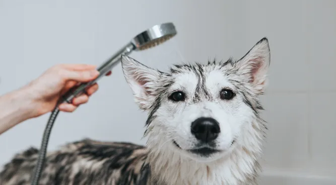 Dog Washing Station for Home