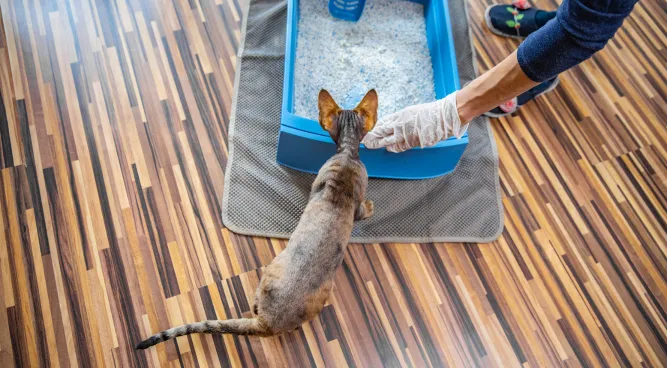 Litter Box With High Sides