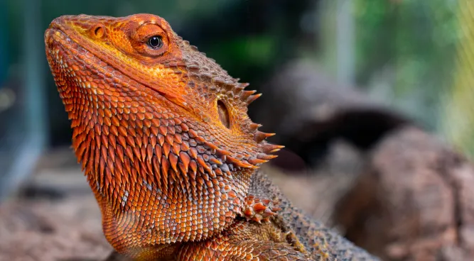 Red Bearded Dragons