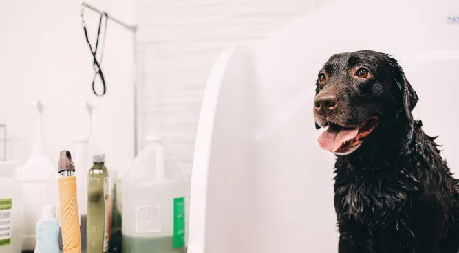 Allergy Shampoo for Dogs