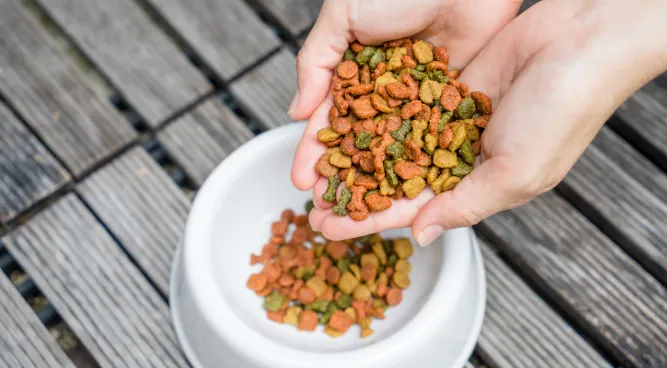 Bella’s Dog Food: Providing Nutritious Delights for Your Furry Friend