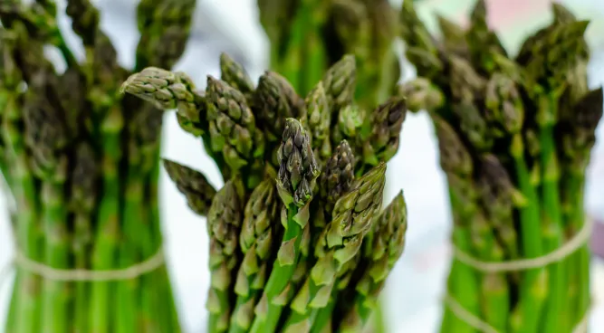 Dog Asparagus