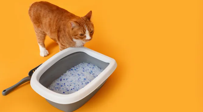 Tidy Cats Breeze Litter Box