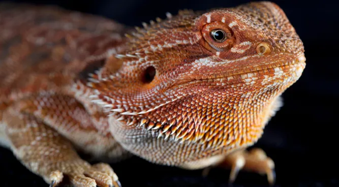 Unveiling the Enigma of Red Bearded Dragons: A Comprehensive Care Guide