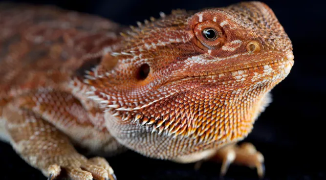 Red Bearded Dragons