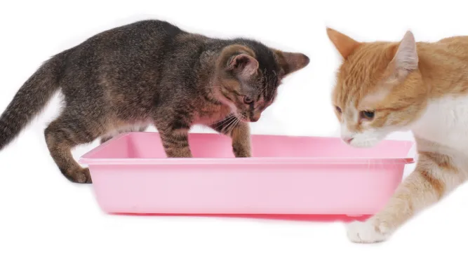Litter Box With High Sides: The Ultimate Solution for a Mess-Free Home
