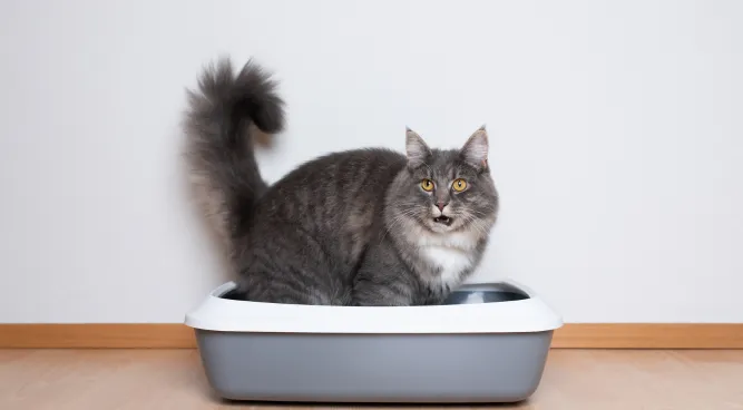 Tidy Cats Breeze Litter Box