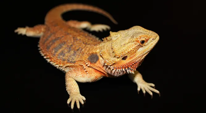 Red Bearded Dragons