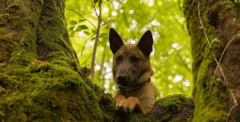 5 Things to Know Before Getting a Hairless German Shepherd