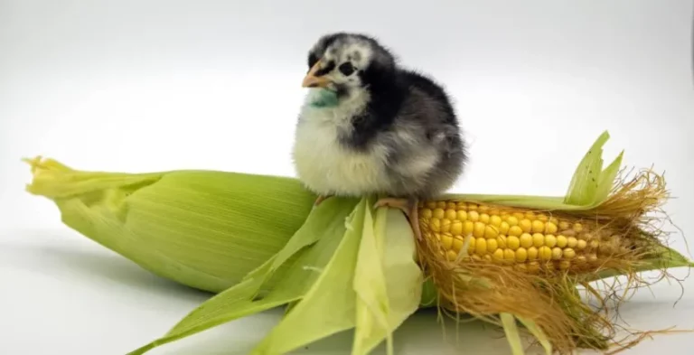 Black Australorp Chicks: Everything You Need to Know