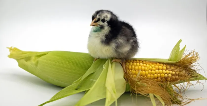 black australorp chicks