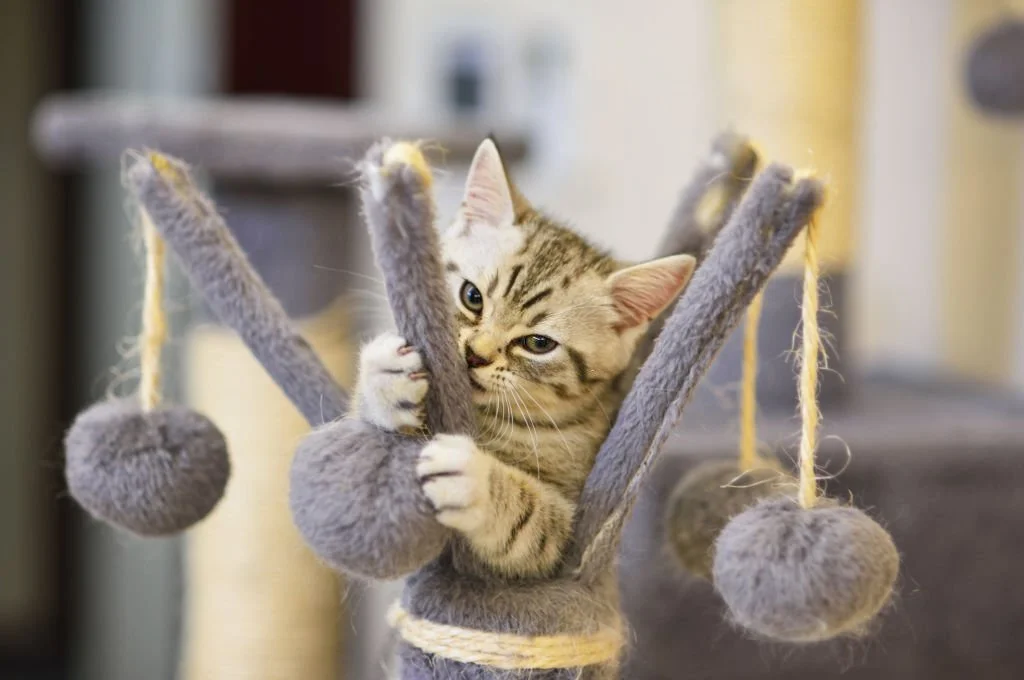 stimulating cat toys for indoor cats