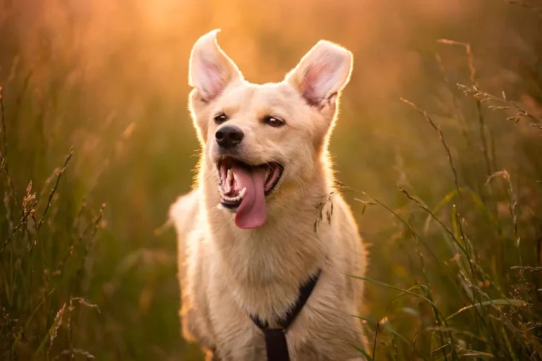 6 Tips for Dog Breeding – A Comprehensive Dog Breeding Info 