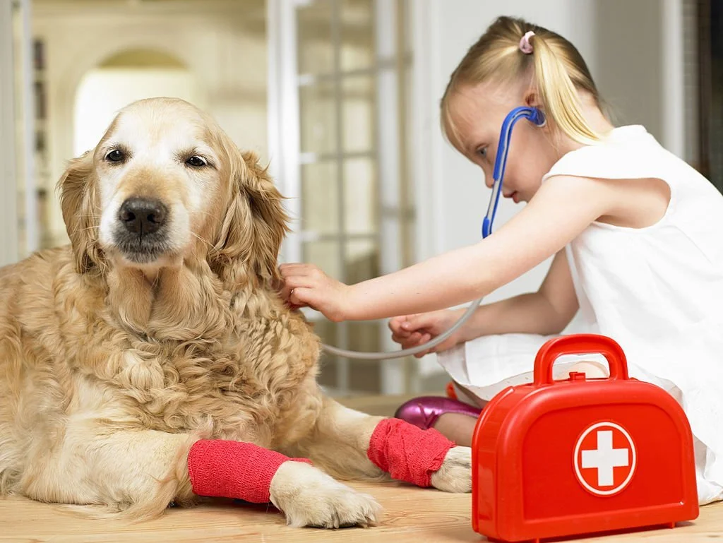dog health care tips at home