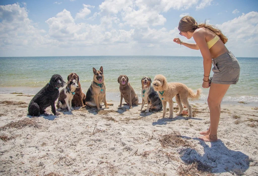 full grown German shepherd husky mix adoption