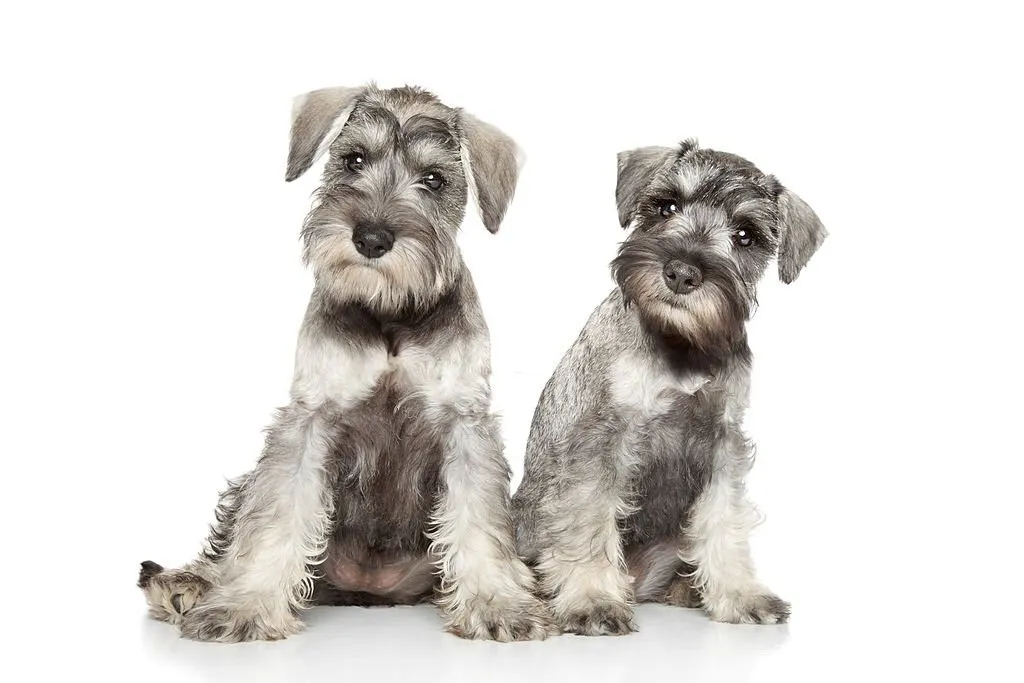 Miniature Schnauzer Puppy $400