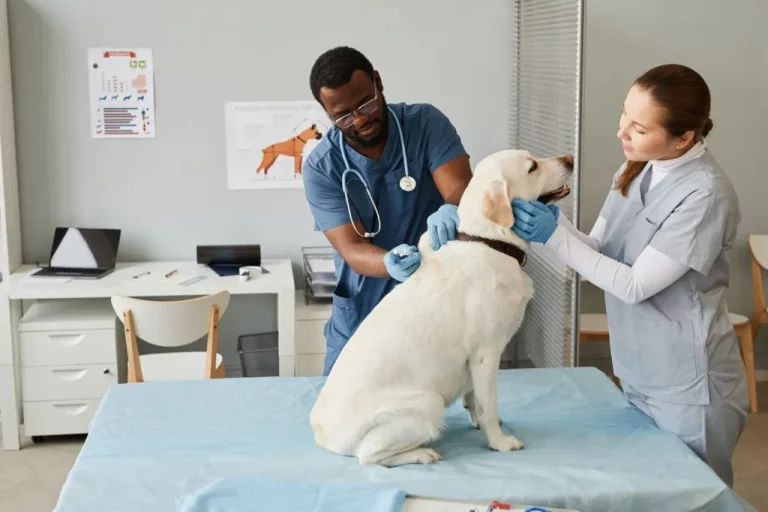 Why Animal Clinics Are Essential for Early Detection of Health Issues in Pets