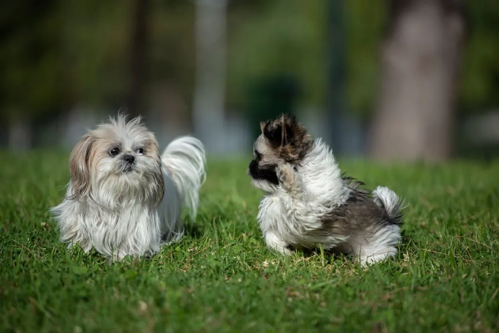 Shih Tzu Puppies for Sale Under $300