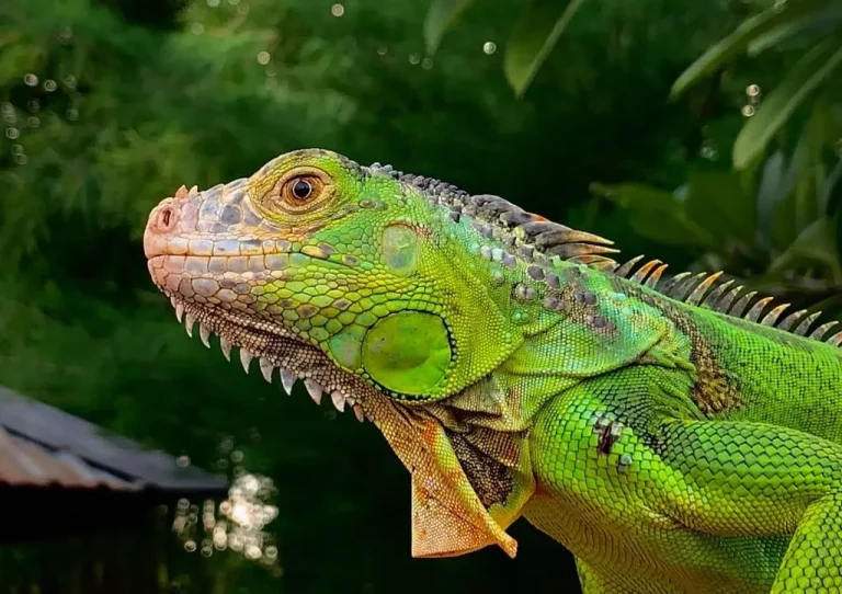 5 Benefits of Transparent Iguana Pens for Your Pet