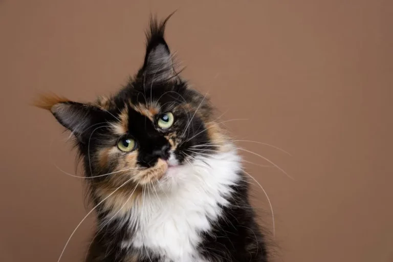Tortoiseshell Maine Coon: The Majestic Cat With a Unique Coat