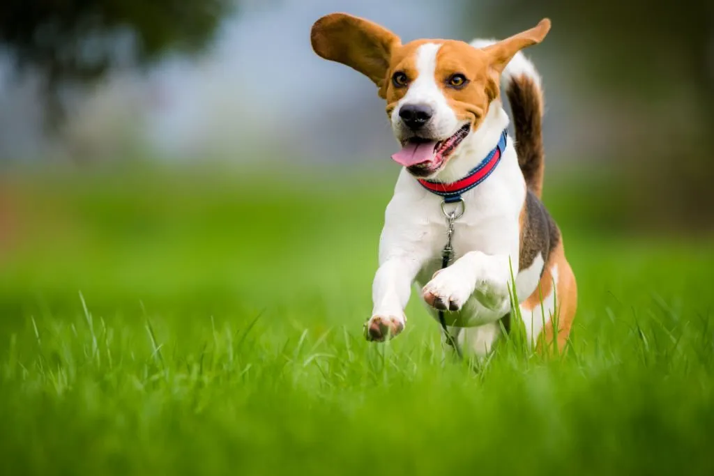 Beagle Puppy running on a grass
