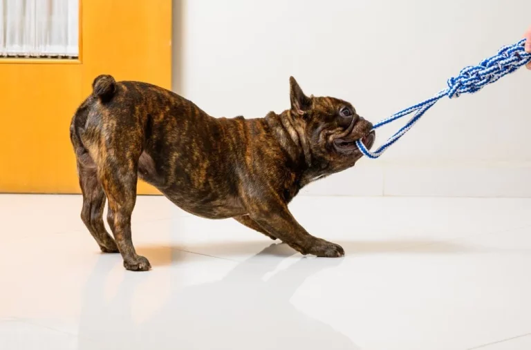 Big Rope French Bulldog: Everything You Need to Know