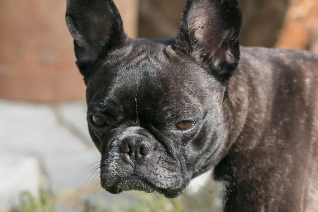 Bald French Bulldog: Causes, Care Tips, Adoption Guide For Hairless ...