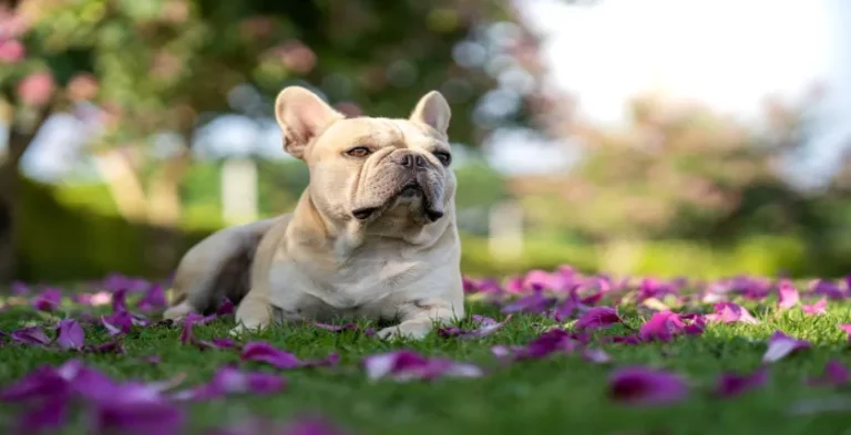 Lilac English Bulldogs: Grooming, Training, and Health Tips