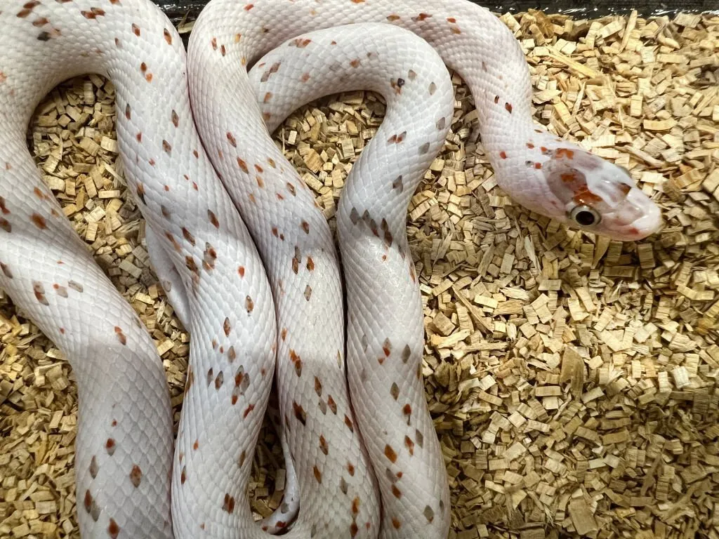 palmetto corn snake