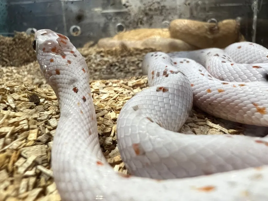 palmetto corn snake