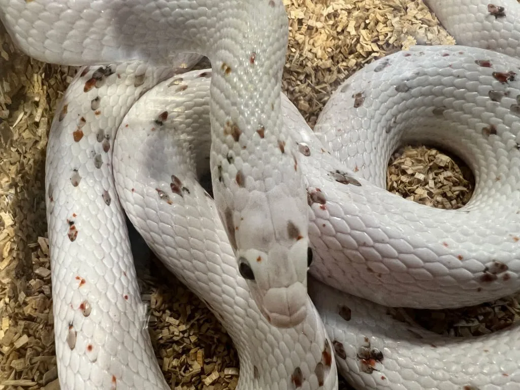 palmetto corn snake