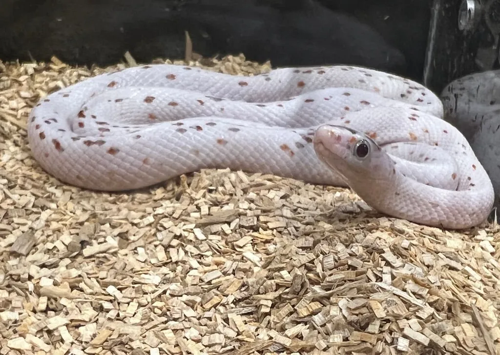 palmetto corn snake