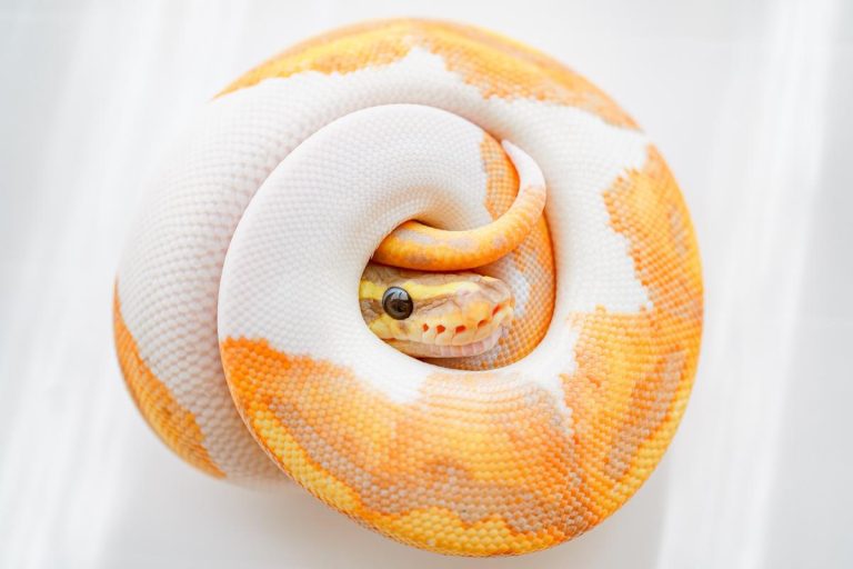 Banana Pied Ball Python: Care Guide, Diet, and More