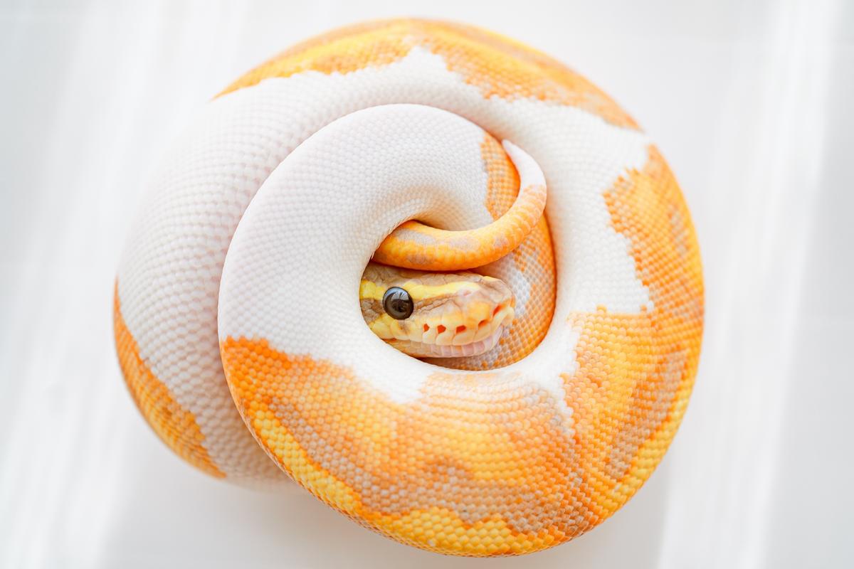 banana pied ball python