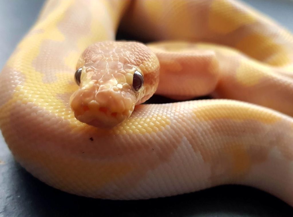 banana pied ball python