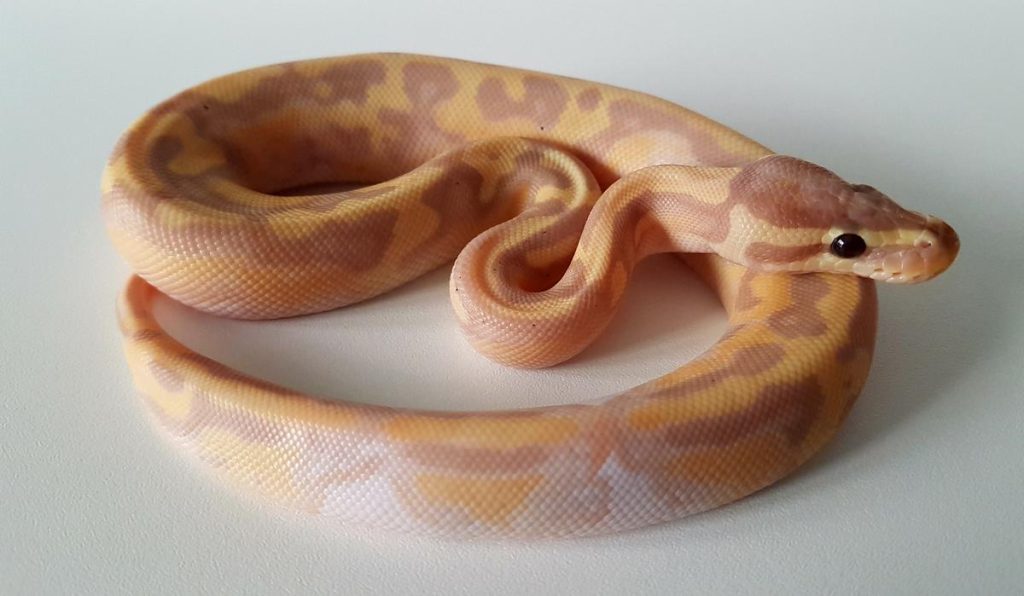 banana pied ball python