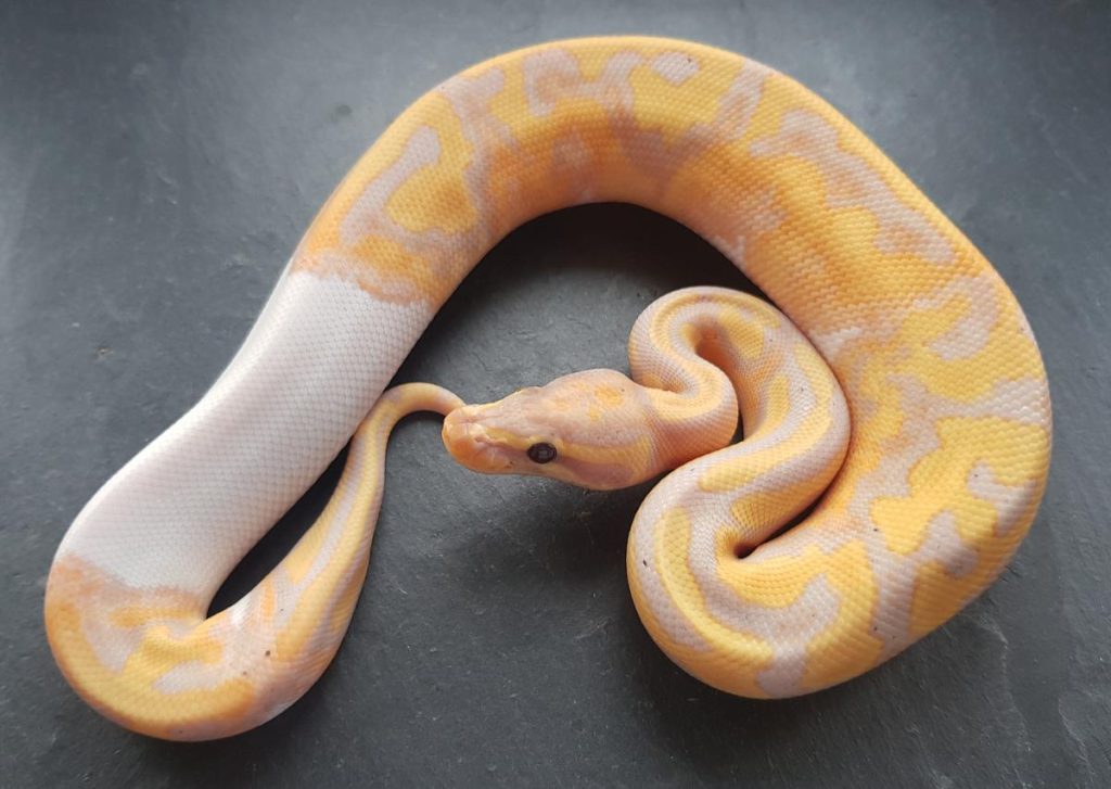 banana pied ball python