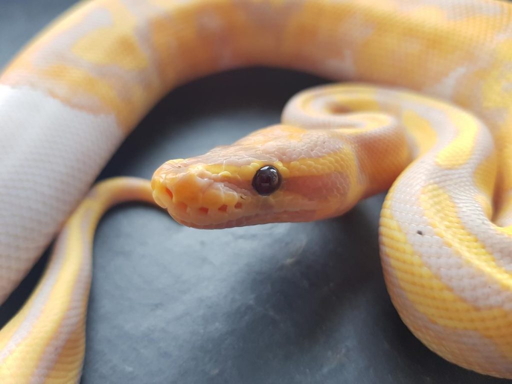 banana pied ball python