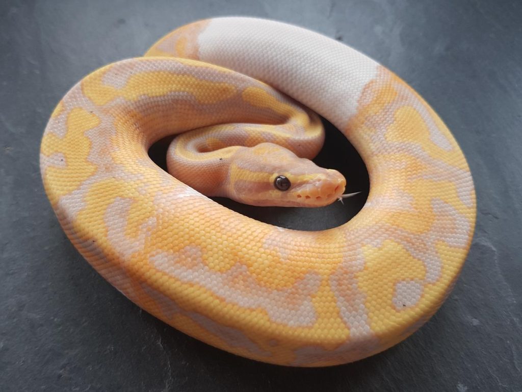 banana pied ball python