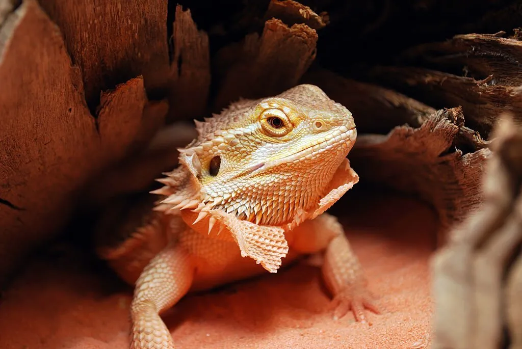 Citrus Bearded Dragon