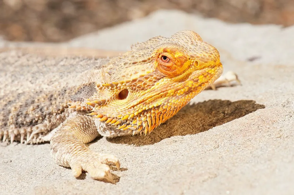 Citrus Bearded Dragon