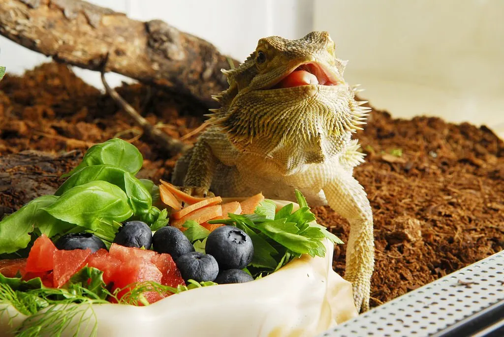 Citrus Bearded Dragon