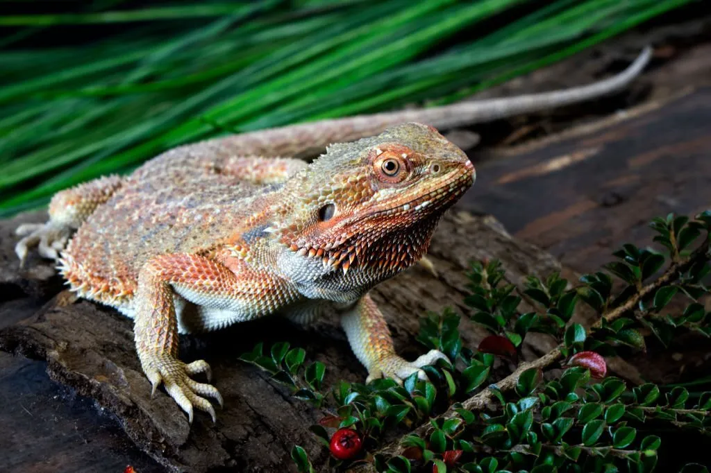 Citrus Bearded Dragon