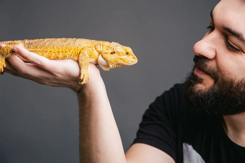 Citrus Bearded Dragon