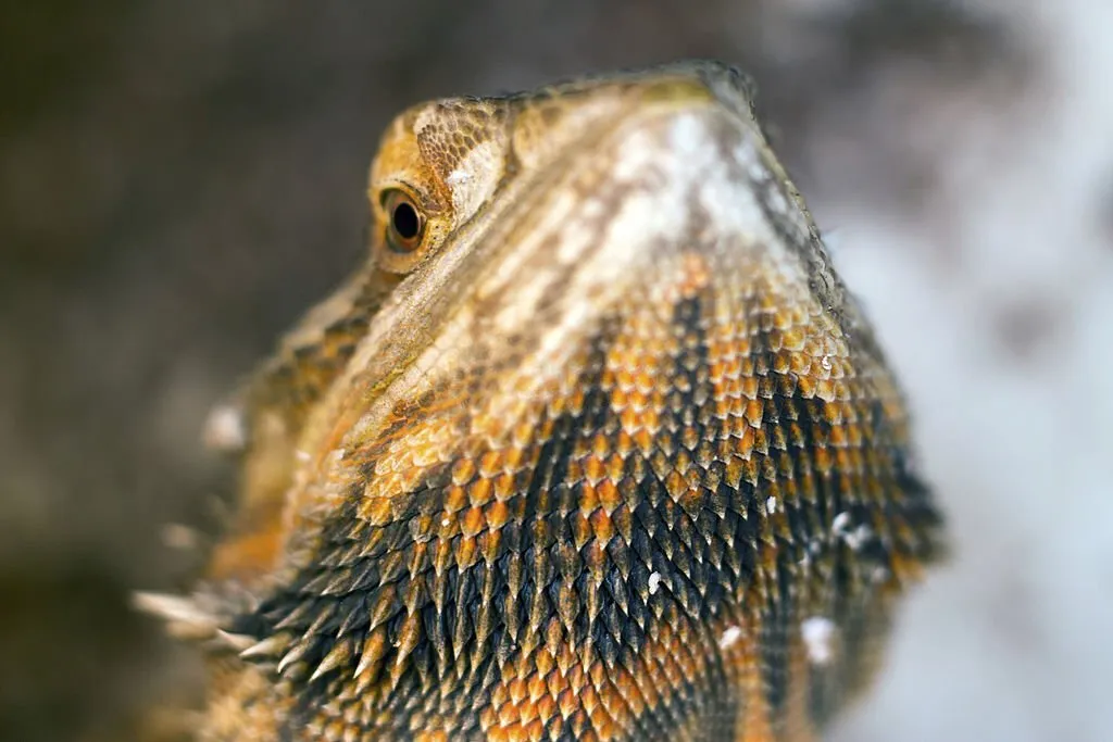 Citrus Bearded Dragon