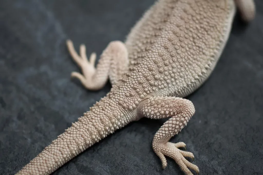 Zero bearded dragon