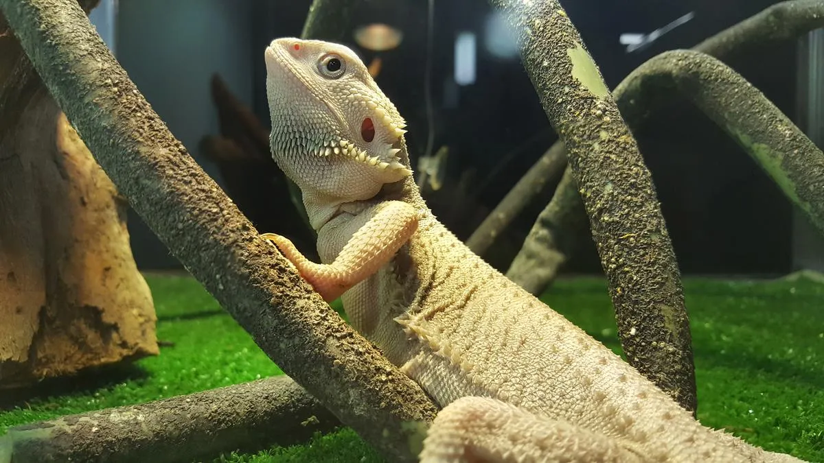 Zero bearded dragon